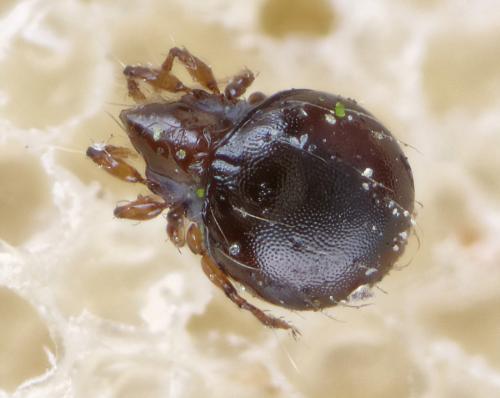 Réf. 270 432 : Phauloppia lucorum